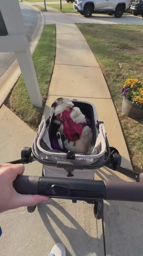  customer video by @munchiedapug