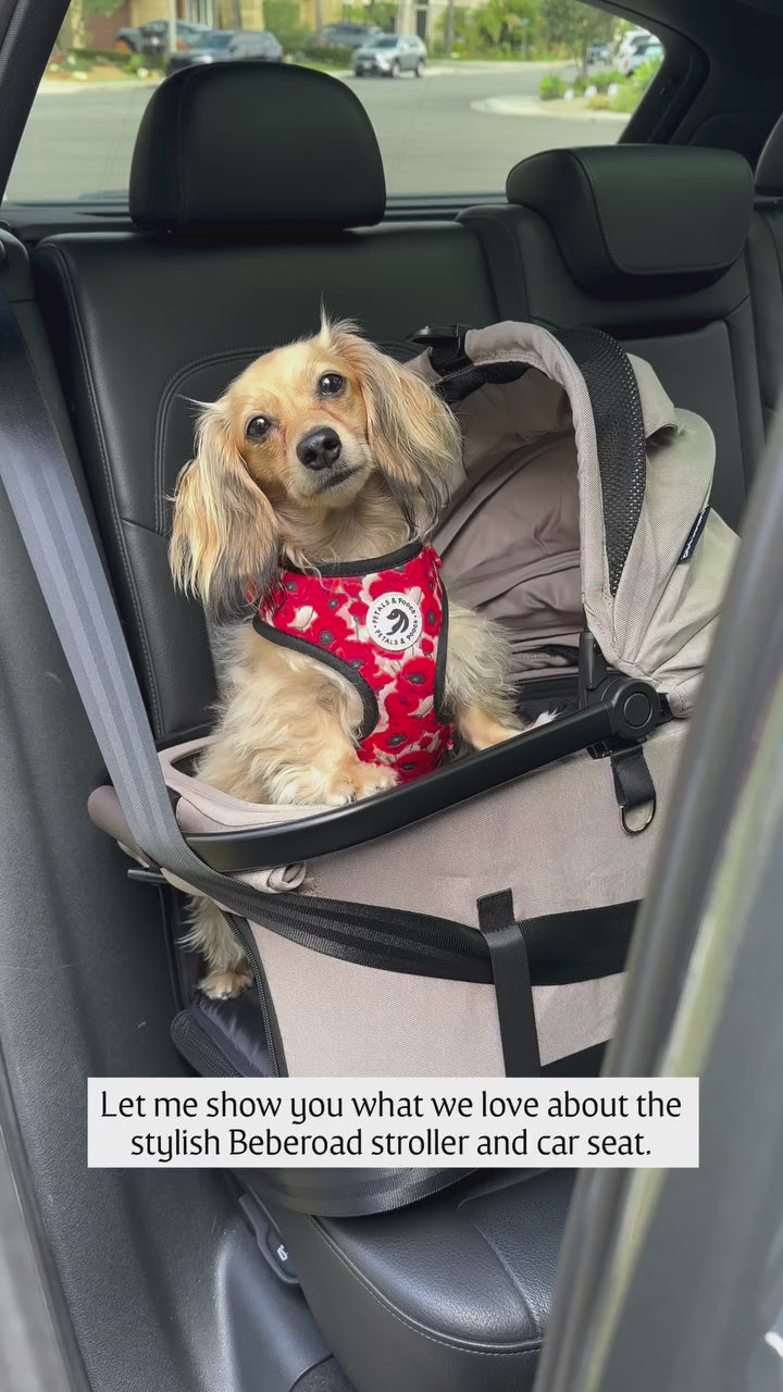  customer video by @poppi.doxie