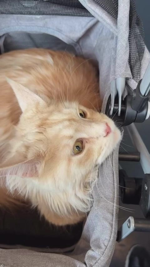  customer video by @whisker_voyage