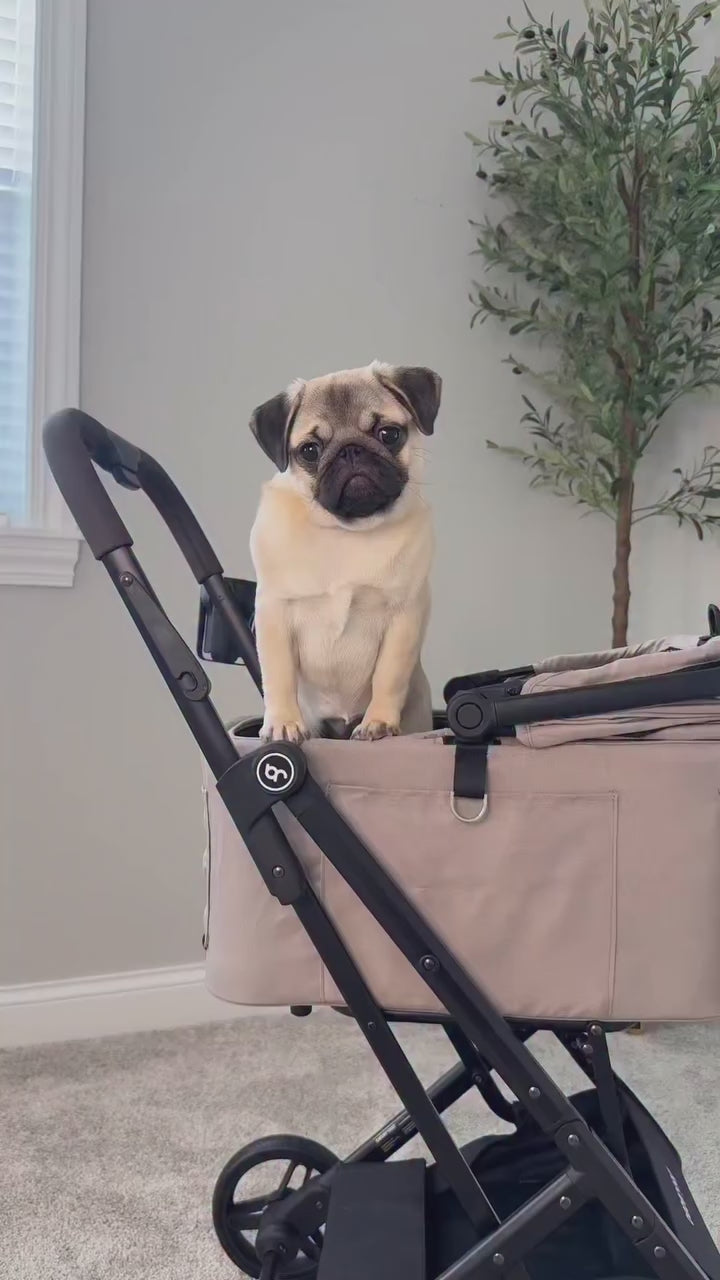  customer video by @_that_pug_penny
