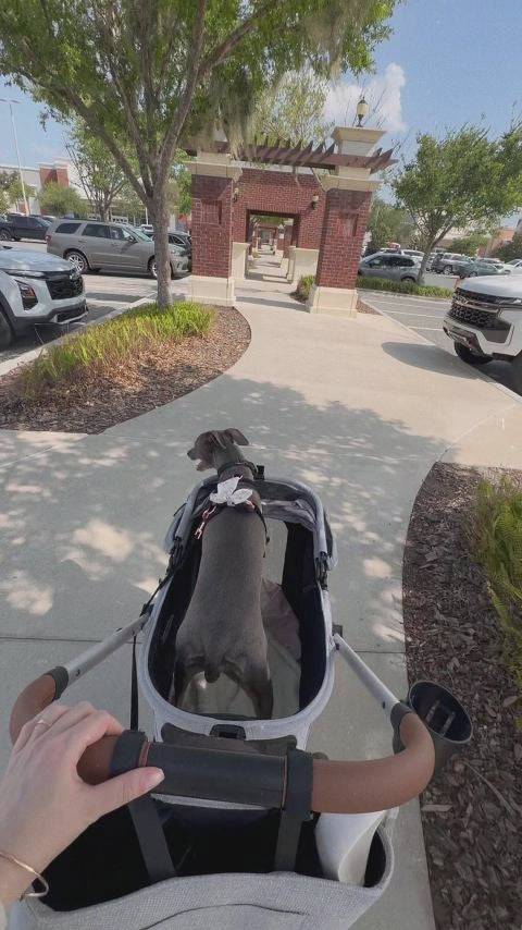  customer video by @zozothewhippet