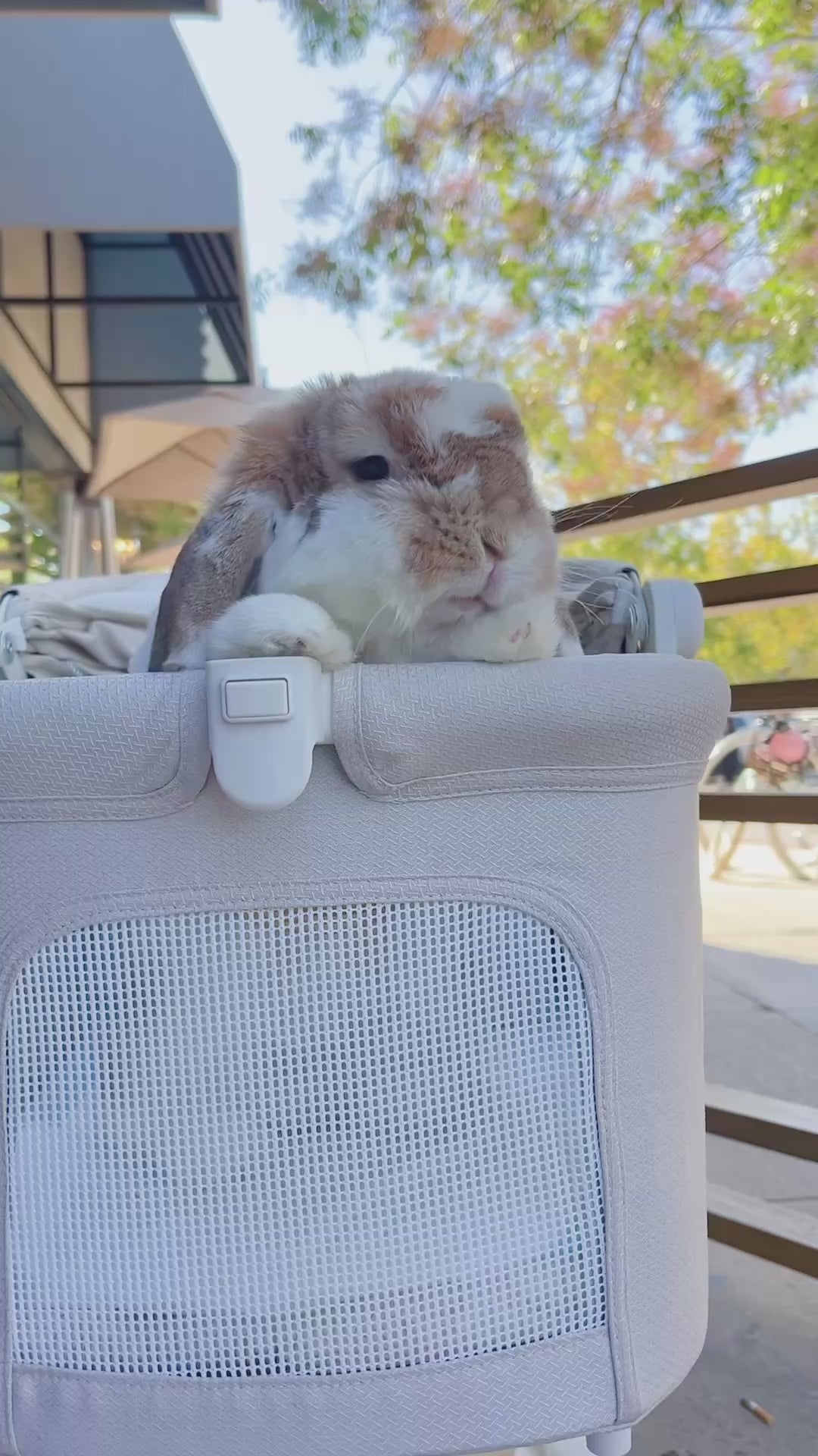  customer video by @_cookie.holland.lop_