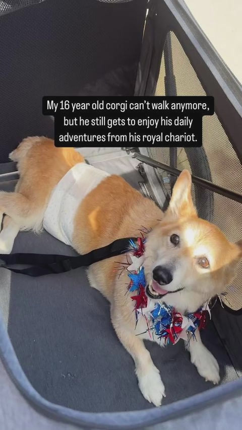  customer video by @supercorgi_jojo
