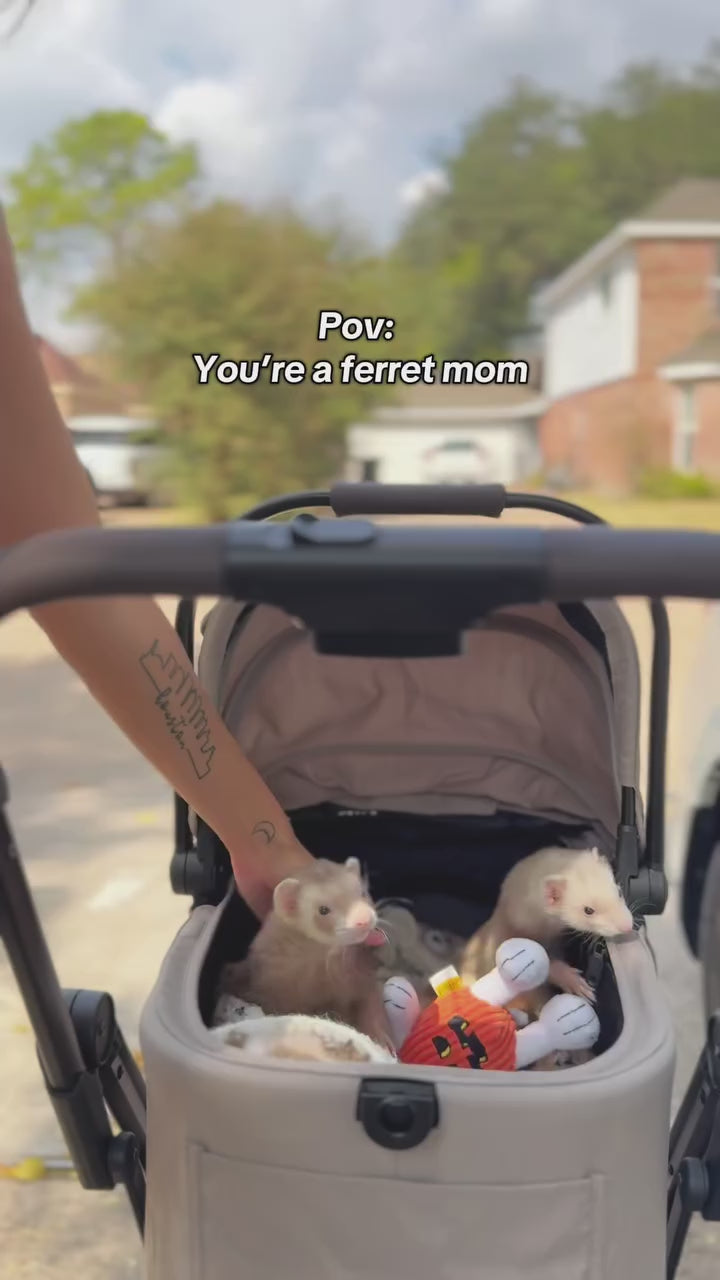  customer video by @moonthecinnamonferret