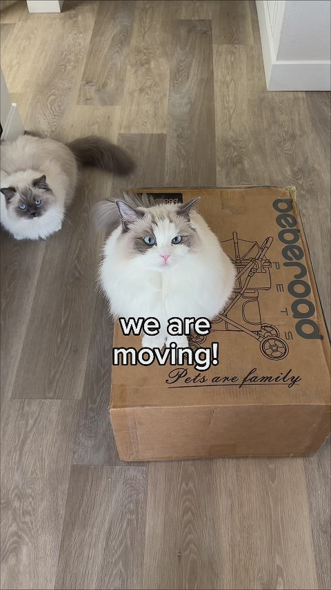  customer video by @pukakittycat