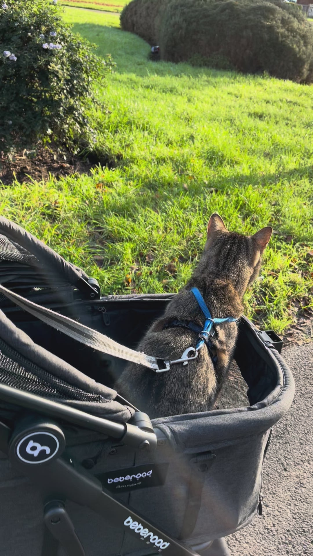  customer video by @little_adventurer_tiger