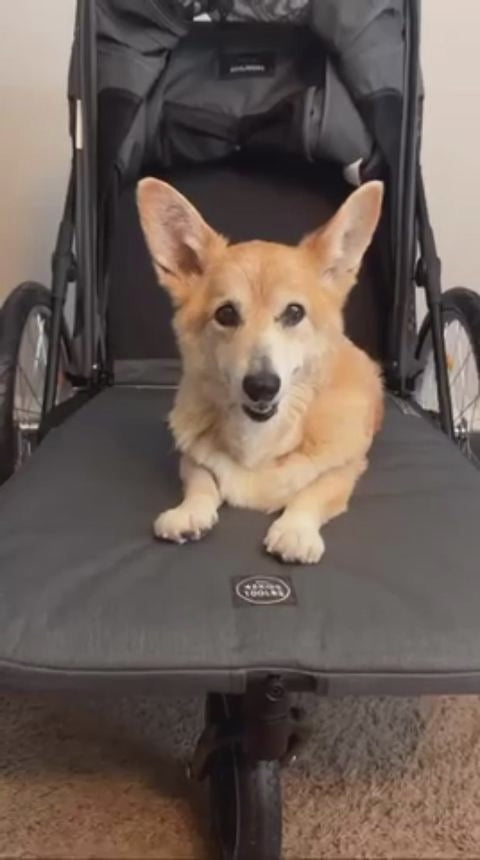  customer video by @supercorgi_jojo