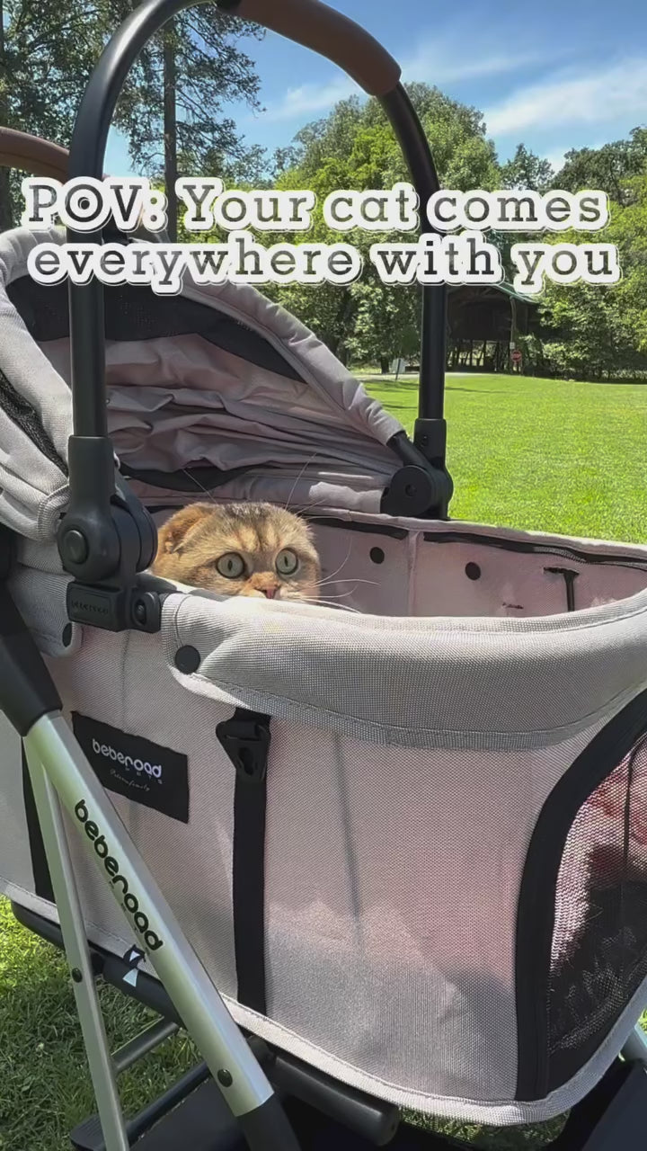 customer video by @sakura.thescottishfold